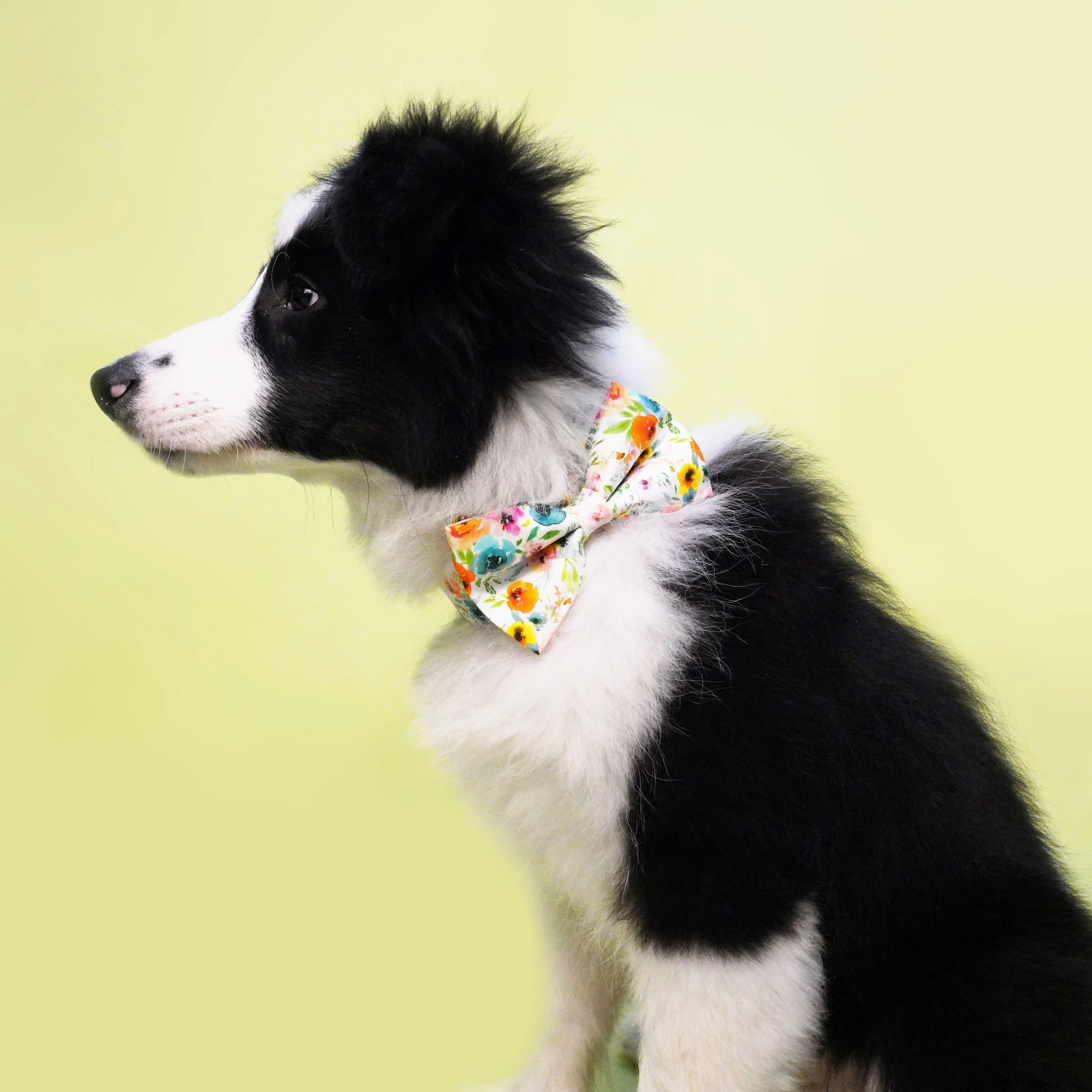 Watercolor Floral Bow Collar | Personalized Bow Collar And Leash