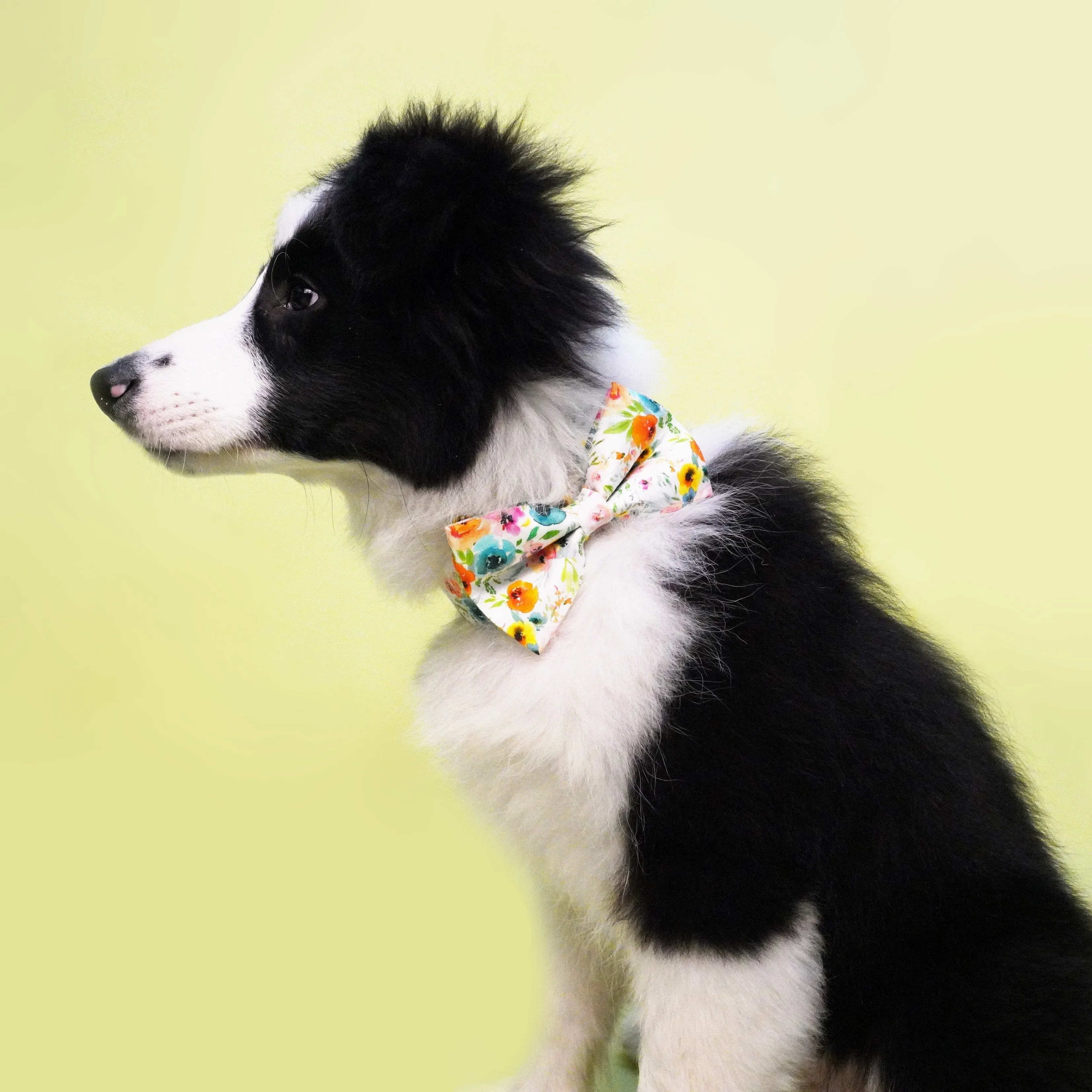 Watercolor Floral Bow Collar | Personalized Bow Collar And Leash
